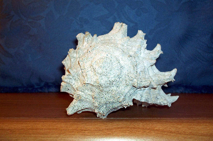 44.jpg (267218 bytes)
